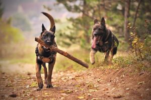 landing page copy for petcare franchise
